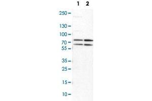 Western Blot analysis of Lane 1: NIH-3T3 cell lysate (mouse embryonic fibroblast cells) and Lane 2: NBT-II cell lysate (Wistar rat bladder tumor cells) with PRMT5 polyclonal antibody . (PRMT5 抗体)
