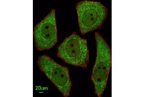 Immunofluorescent analysis of  cells, using LRRC45 Antibody (C-term) (ABIN655315 and ABIN2844894). (LRRC45 抗体  (C-Term))