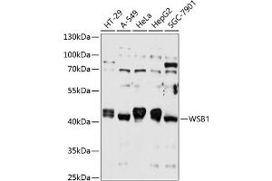 Western blot analysis of extracts of various cell lines, using WSB1 antibody (ABIN6133281, ABIN6150267, ABIN6150268 and ABIN6215789) at 1:1000 dilution. (WSB1 抗体  (AA 182-421))
