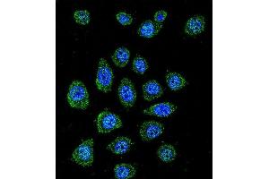 Confocal immunofluorescent analysis of BPN1L Antibody (Center) (ABIN655857 and ABIN2845264) with A549 cell followed by Alexa Fluor 488-conjugated goat anti-rabbit lgG (green). (PABPN1L 抗体  (AA 166-194))