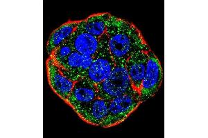 Confocal immunofluorescent analysis of FGF1 Antibody (N-term) (ABIN390361 and ABIN2840769) with WiDr cell followed by Alexa Fluor 488-conjugated goat anti-rabbit lgG (green). (FGF1 抗体  (N-Term))