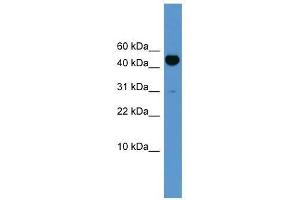 Western Blot showing Bmp10 antibody used at a concentration of 1-2 ug/ml to detect its target protein. (BMP10 抗体  (N-Term))