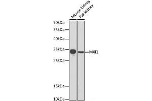 Western blot analysis of extracts of various cell lines using MXI1 Polyclonal Antibody at dilution of 1:1000. (MXI1 抗体)