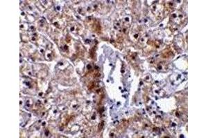 Immunohistochemistry (IHC) image for anti-Caspase 12 (Gene/pseudogene) (CASP12) (Small Isoform) antibody (ABIN1031700) (Caspase 12 抗体  (Small Isoform))