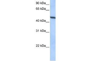 WB Suggested Anti-ADAM33 Antibody Titration:  0.