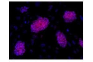 Immunofluorescence (IF) image for anti-POU Class 5 Homeobox 1 (POU5F1) antibody (ABIN2855068)