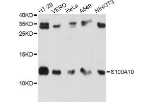 Western blot analysis of extracts of various cell lines, using S100A10 antibody (ABIN6290226) at 1:1000 dilution. (S100A10 抗体)