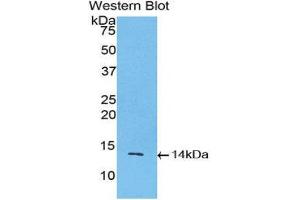 Western Blotting (WB) image for anti-Inhibin, beta A (INHBA) (AA 314-424) antibody (ABIN1078188) (INHBA 抗体  (AA 314-424))