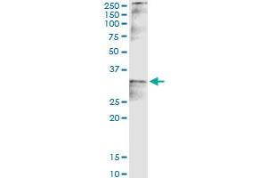 Immunoprecipitation of CCND2 transfected lysate using anti-CCND2 MaxPab rabbit polyclonal antibody and Protein A Magnetic Bead , and immunoblotted with CCND2 purified MaxPab mouse polyclonal antibody (B01P) . (Cyclin D2 抗体  (AA 1-289))