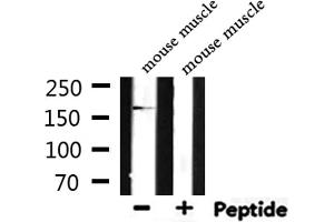Western blot analysis of extracts from mouse muscle, using MYLK Antibody. (MYLK 抗体  (C-Term))