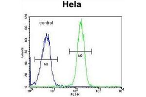 Flow cytometric analysis of Hela cells using GALNT5 Antibody (N-term) Cat. (GALNT5 抗体  (N-Term))