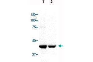 Western blot analysis in Lane 1: mitotic HeLa cell lysate and Lane 2: mitotic Jurkat cell lysate with CENPE monoclonal antibody, clone CENP-E. (CENPE 抗体)