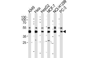Western blot analysis of lysates from A549, Hela, HepG2, MCF-7, NCI-, PC-3 cell line (from left to right), using INHBA Antibody (C-term) (ABIN6242724 and ABIN6577397). (INHBA 抗体  (C-Term))