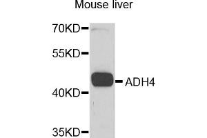 Western blot analysis of extracts of mouse liver, using ADH4 antibody. (ADH4 抗体)