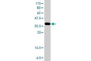 Western Blotting (WB) image for anti-Transforming Growth Factor, beta-Induced, 68kDa (TGFBI) (AA 481-580) antibody (ABIN563175)