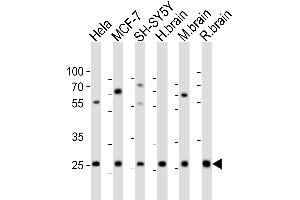 Western blot analysis of lysates from Hela, MCF-7, SH-SY5Y cell line, human brain, mouse brain, rat brain tissue (from left to right), using NTF3 Antibody (Center) (ABIN6242464 and ABIN6577625). (Neurotrophin 3 抗体  (AA 89-120))