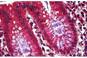 Human Colon, Epithelium: Formalin-Fixed, Paraffin-Embedded (FFPE) (Ghrelin 抗体  (AA 1-118))