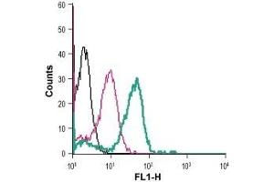 Cell surface detection of ADORA2b in live intact human THP-1 monocytic leukemia cells: (black line) Cells. (Adenosine A2b Receptor 抗体  (C154S, Extracellular) (FITC))