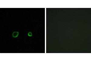 Peptide - +Immunofluorescence analysis of A549 cells, using CNTN4 antibody. (Contactin 4 抗体)