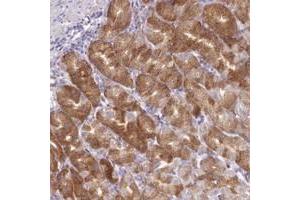 Immunohistochemical staining of human stomach with KIAA1244 polyclonal antibody  shows strong cytoplasmic positivity in chief cells.