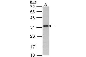 WB Image Sample (30 ug of whole cell lysate) A: Hela 12% SDS PAGE antibody diluted at 1:1000 (NAT1 抗体)