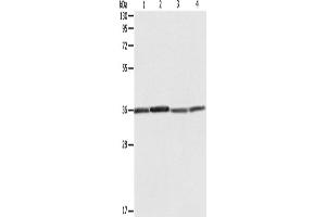 Western Blotting (WB) image for anti-Ribosomal Protein, Large, P0 (RPLP0) antibody (ABIN2428679) (RPLP0 抗体)