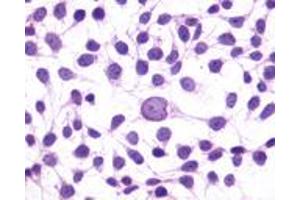 Immunocytochemistry (ICC) image for anti-G Protein-Coupled Receptor 1 (GPR1) (N-Term) antibody (ABIN1048681) (G Protein-Coupled Receptor 1 抗体  (N-Term))