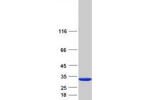 Western Blotting (WB) image for Glutathione S-Transferase alpha 2 (GSTa2) protein (Myc-DYKDDDDK Tag) (ABIN2722269)