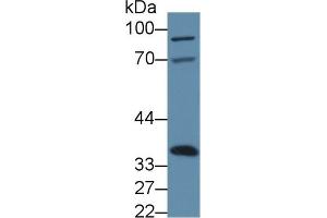 Western blot analysis of Mouse Liver lysate, using Mouse ANXA4 Antibody (3 µg/ml) and HRP-conjugated Goat Anti-Rabbit antibody ( (Annexin IV 抗体  (AA 151-313))
