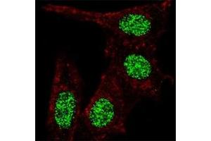 Immunofluorescence (IF) image for anti-Kruppel-Like Factor 4 (Gut) (KLF4) (AA 481-504) antibody (ABIN3028785)