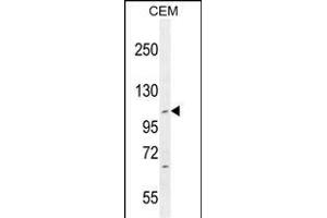 IFT88 Antibody (C-term) (ABIN655090 and ABIN2844723) western blot analysis in CEM cell line lysates (35 μg/lane). (IFT88 抗体  (C-Term))