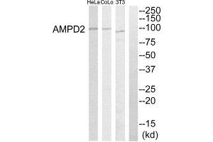 Western Blotting (WB) image for anti-Adenosine Monophosphate Deaminase 2 (AMPD2) (Internal Region) antibody (ABIN1850741) (AMPD2 抗体  (Internal Region))