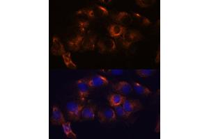 Immunofluorescence analysis of C6 cells using  antibody (ABIN7265713) at dilution of 1:100. (ATL2 抗体  (AA 390-470))