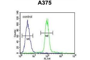 ACF Antibody (C-term) flow cytometric analysis of A375 cells (right histogram) compared to a negative control cell (left histogram). (A1CF 抗体  (C-Term))
