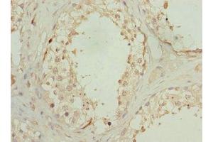 Immunohistochemistry of paraffin-embedded human testis tissue using ABIN7162292 at dilution of 1:100 (OAZ1 抗体  (AA 1-68))