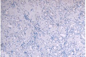 ABIN184575 Negative Control showing staining of paraffin embedded Human Kidney, with no primary antibody.