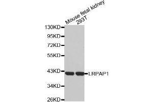 Western blot analysis of extracts of various cell lines, using LRPAP1 antibody. (LRPAP1 抗体)