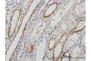 Image no. 1 for anti-Paralemmin (PALM) (AA 176-285) antibody (ABIN598853) (Paralemmin 抗体  (AA 176-285))