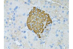 Immunohistochemistry of paraffin-embedded rat pancreas using TEFM antibody.