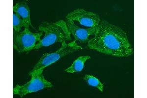 IF analysis of FOXI1 using anti-FOXI1 antibody (ABIN7599327). (FOXI1 抗体  (AA 1-378))