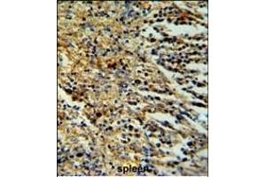 PHTNS Antibody (N-term) (ABIN653952 and ABIN2843174) IHC analysis in formalin fixed and paraffin embedded human spleen tissue followed by peroxidase conjugation of the secondary antibody and DAB staining. (KIAA1949 抗体  (N-Term))