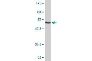 Western Blotting (WB) image for anti-Asialoglycoprotein Receptor 2 (ASGR2) (AA 1-287) antibody (ABIN513540)