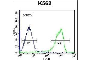 ZN Antibody (C-term) (ABIN656660 and ABIN2845901) flow cytometric analysis of K562 cells (right histogram) compared to a negative control cell (left histogram). (ZNF623 抗体  (C-Term))