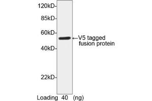 Image no. 1 for anti-V5 Epitope Tag antibody (ABIN294568) (V5 Epitope Tag 抗体)