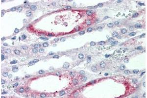 Anti-PIGR antibody  ABIN960798 IHC staining of human kidney. (PIGR 抗体  (Extracellular Domain))