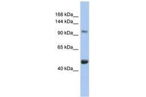Image no. 1 for anti-Retinoblastoma-Like 1 (p107) (RBL1) (AA 143-192) antibody (ABIN6744383) (p107 抗体  (AA 143-192))