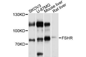 Western blot analysis of extracts of various cell lines, using FSHR antibody (ABIN1872742) at 1:1000 dilution. (FSHR 抗体)