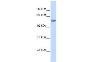 WB Suggested Anti-GTPBAntibody Titration:  0. (GTPBP10 抗体  (Middle Region))