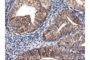 Image no. 10 for anti-Heme Oxygenase (Decycling) 2 (HMOX2) antibody (ABIN1498691) (HMOX2 抗体)