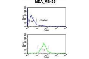 TFPT Antibody (N-term) flow cytometric analysis of MDA-MB435 cells (bottom histogram) compared to a negative control cell (top histogram). (TFPT 抗体  (N-Term))
